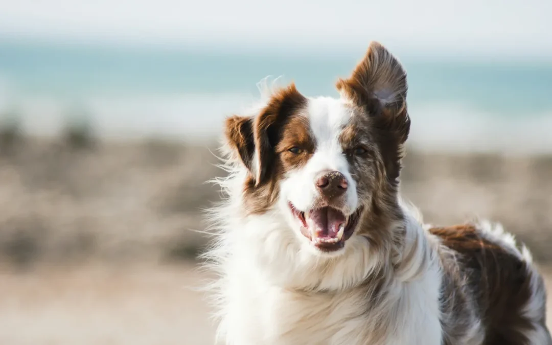 Verpflichtender Kurs für Hundebesitzer?