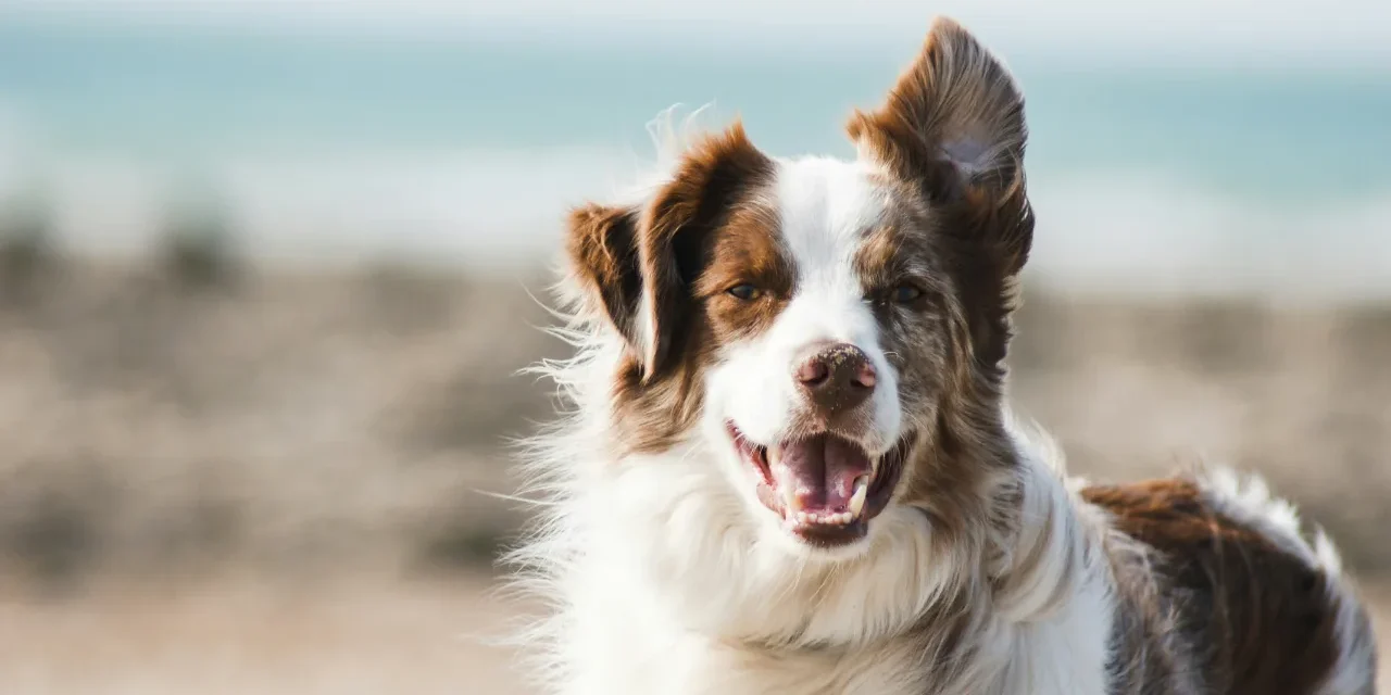 Verpflichtender Kurs für Hundebesitzer?