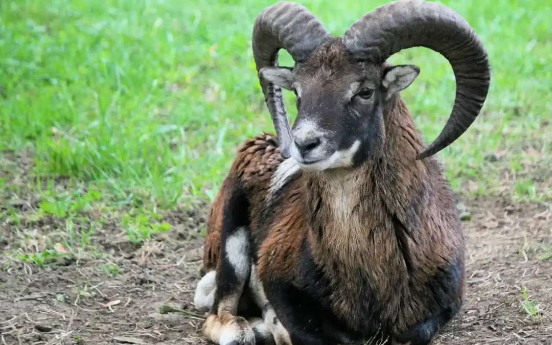 Entflohene Widder gefährden den Verkehr in Ojén