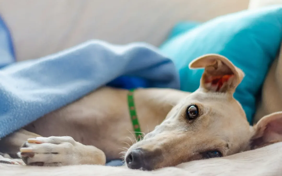 Galgo: die zarten Vierbeiner Spaniens