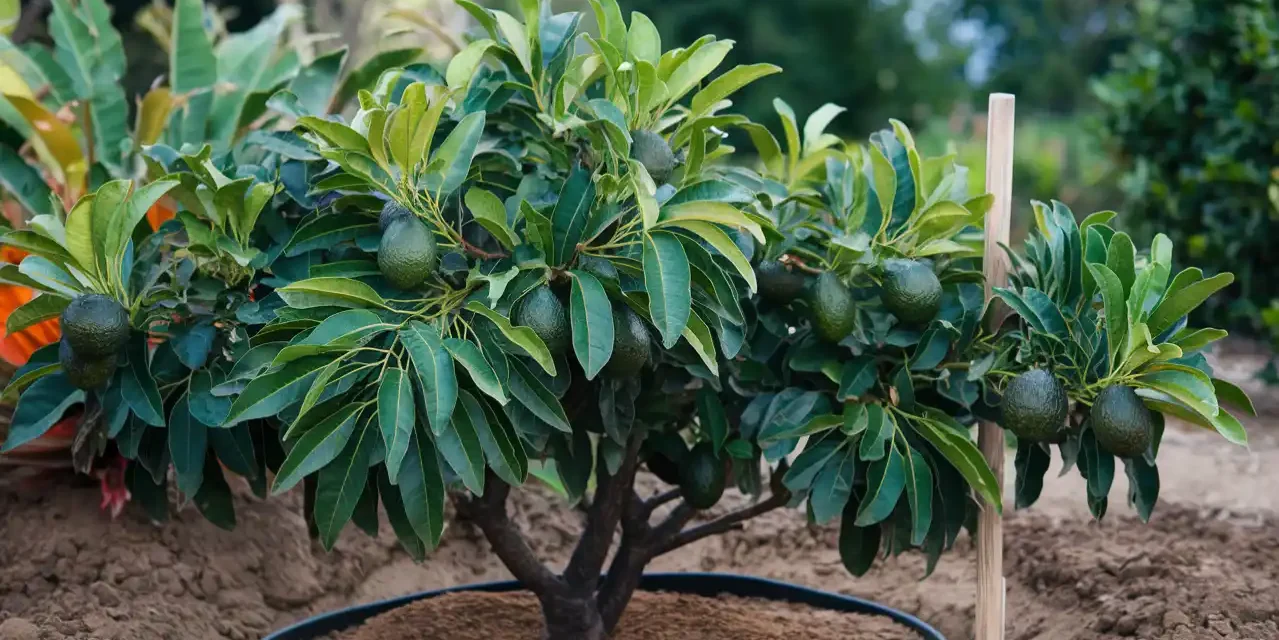 Wasserverbrauch bei Avocados: nicht nur in Andalusien eine Herausforderung