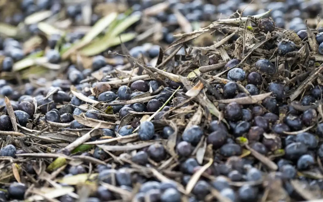 Weniger Ertrag, schlechtere Qualität: Unwetter trifft Spaniens Olivenbau hart