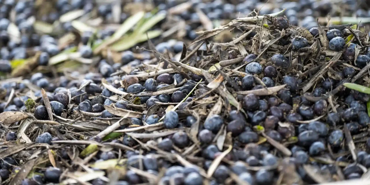 Weniger Ertrag, schlechtere Qualität: Unwetter trifft Spaniens Olivenbau hart
