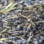 Weniger Ertrag, schlechtere Qualität: Unwetter trifft Spaniens Olivenbau hart