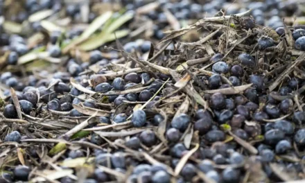 Weniger Ertrag, schlechtere Qualität: Unwetter trifft Spaniens Olivenbau hart